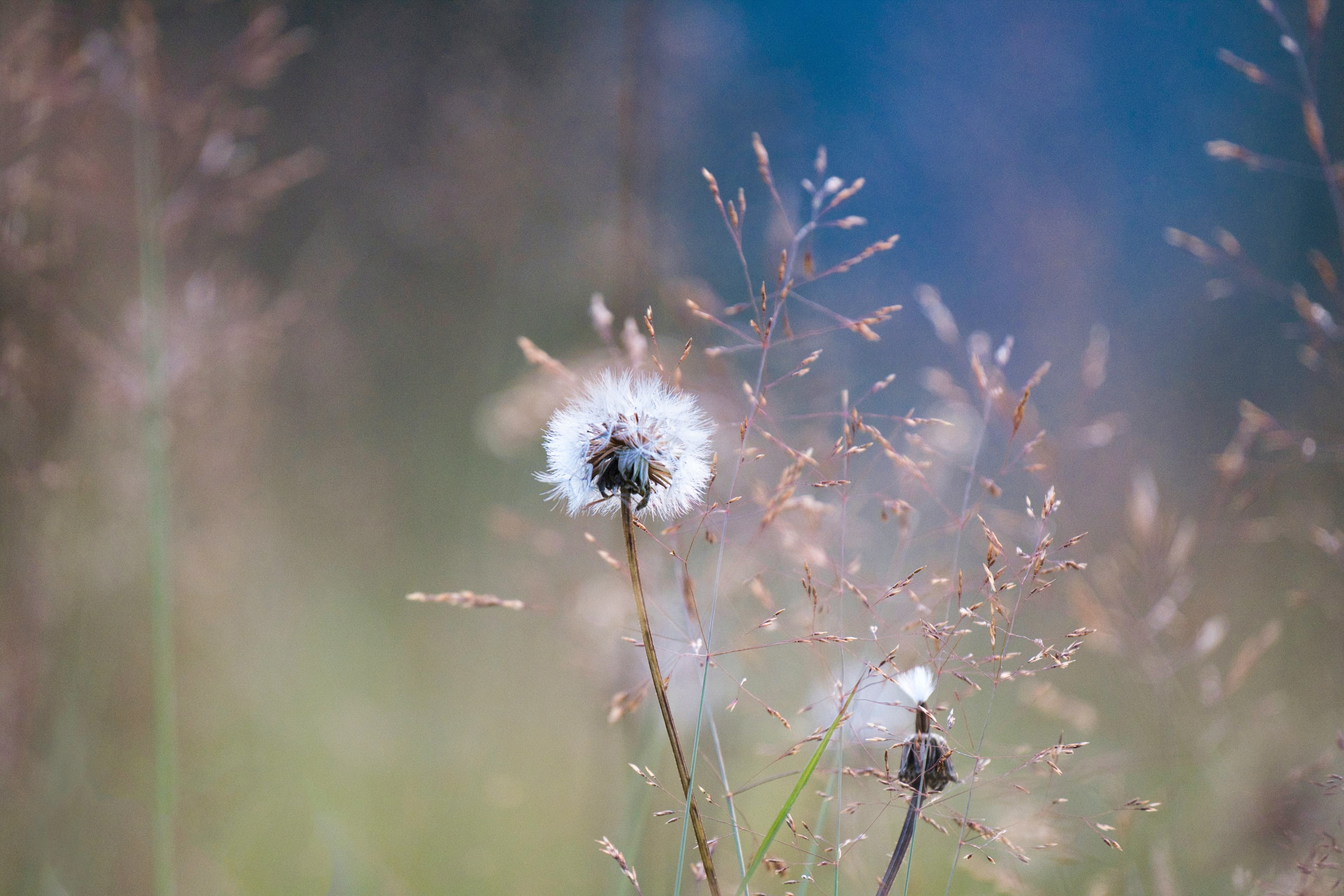 A white dandelion seed head standing among soft meadow grasses in gentle, warm natural light.